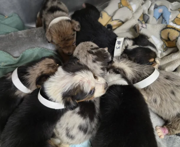 Local Animal Organizations Try To Nurse Abandoned Puppies Back To Health